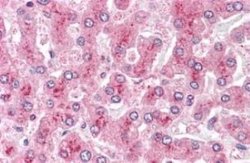 Glypican 4 Antibody, Novus Biologicals 50 &mu;g; Unconjugated:Antibodies,